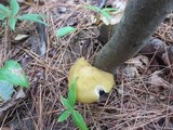 Entoloma bicolor image