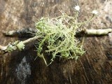 Usnea strigosa image