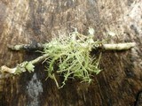 Usnea strigosa image