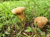 Tylopilus tabacinus image