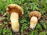 Tylopilus tabacinus image