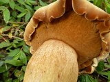 Tylopilus tabacinus image