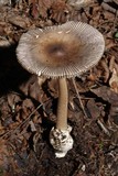 Amanita constricta image