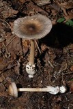 Amanita constricta image