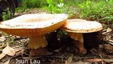 Amanita ochrophylla image