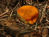 Caloscypha fulgens image