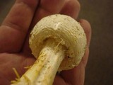 Amanita rhopalopus image