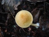 Cortinarius luteus image