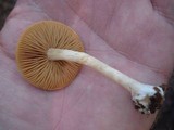 Cortinarius luteus image