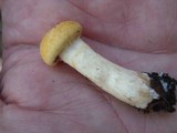 Cortinarius luteus image