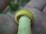 Cortinarius luteus image