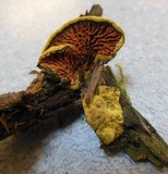 Pseudomerulius curtisii image