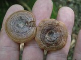 Lactarius quietus image