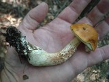 Boletus longicurvipes image