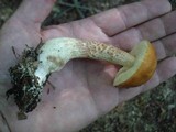 Boletus longicurvipes image