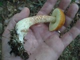 Boletus longicurvipes image