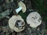 Leucopaxillus tricolor image