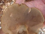 Sarcodon underwoodii image