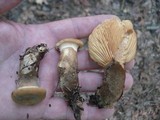 Tapinella atrotomentosa image