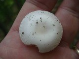 Amanita sect. Vaginatae image
