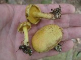 Suillus americanus image