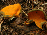 Caloscypha fulgens image