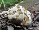 Inonotus dryadeus image
