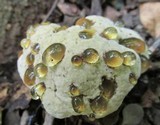 Inonotus dryadeus image