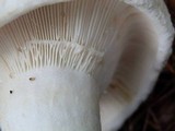 Lactarius deceptivus image