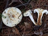 Lactarius deceptivus image