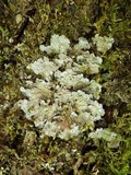 Degelia atlantica image