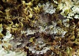 Degelia atlantica image