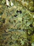 Lobaria virens image