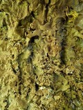 Lobaria virens image