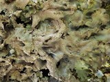 Lobaria virens image