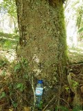 Lobaria virens image