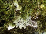 Lobaria scrobiculata image