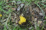 Clavulinopsis fusiformis image