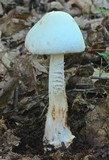 Amanita aestivalis image