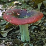 Russula vinacea image