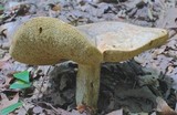 Retiboletus griseus image