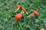 Hygrocybe reidii image