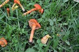 Hygrocybe reidii image