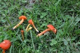 Hygrocybe reidii image