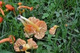 Hygrocybe reidii image