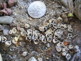 Cyathus stercoreus image