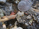 Cyathus stercoreus image