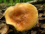 Lactarius hygrophoroides image