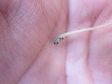 Conocybe cyanopus image