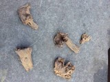 Craterellus foetidus image